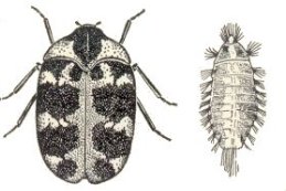 BEETLE
